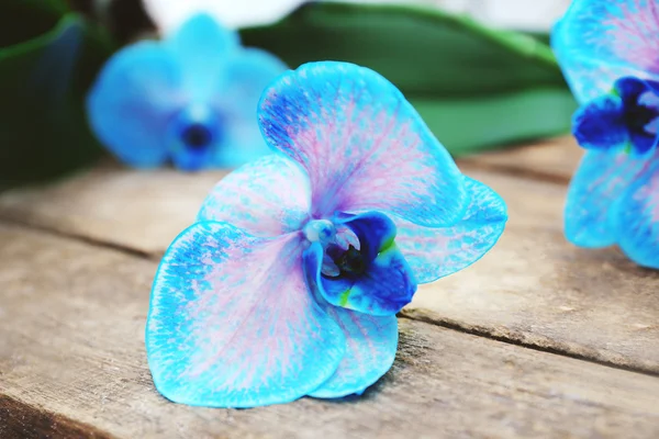 Belles fleurs d'orchidée bleue — Photo