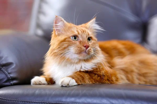 Fluffy red cat — Stock Photo, Image