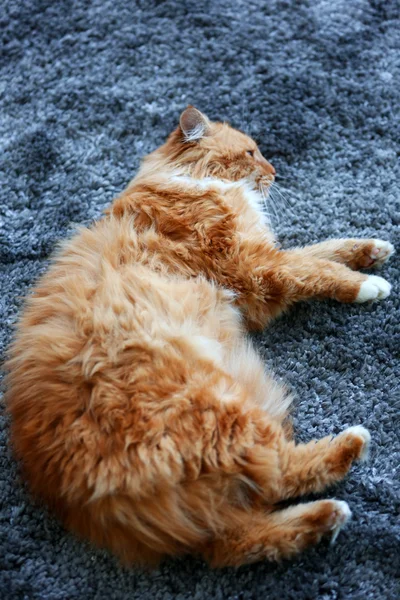 Fluffiga röda katt — Stockfoto