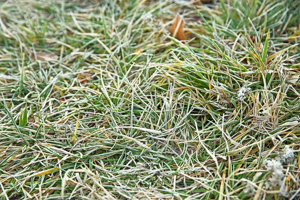 Mattina erba congelata — Foto Stock