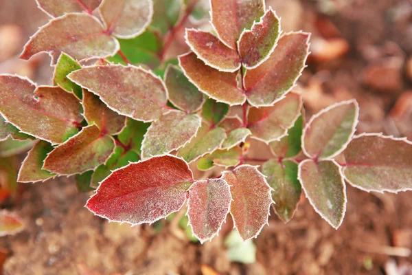 Beautiful Frozen bush — Stock Photo, Image