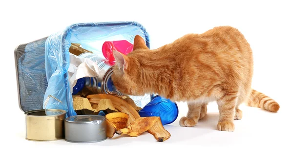 Gato cerca de cesta de basura invertida — Foto de Stock