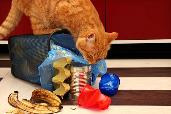 Gato y cesta de basura invertida — Foto de Stock