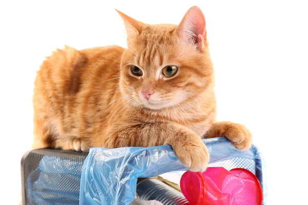 Cat and inverted garbage basket — Stock Photo, Image