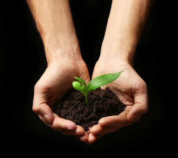 Hands holding soil and plant — Stock Photo, Image
