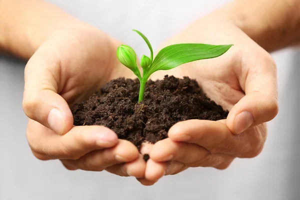 Hands holding soil and plant — Stock Photo, Image