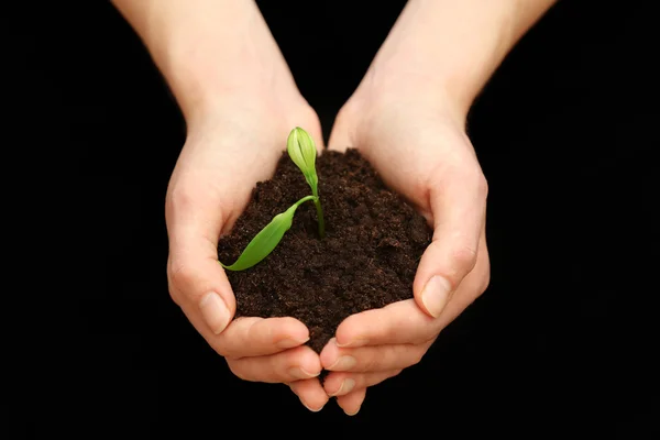 Handen met bodem en plant — Stockfoto