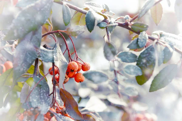 Ramo cubierto de nieve de rowan berry —  Fotos de Stock