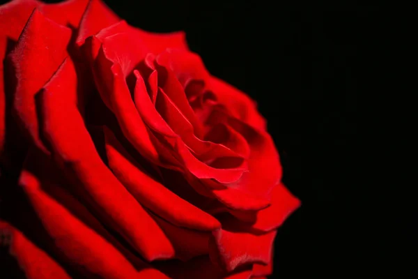 Gros plan de rose rouge — Photo