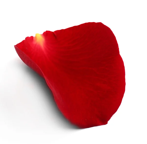 Red rose petal — Stock Photo, Image