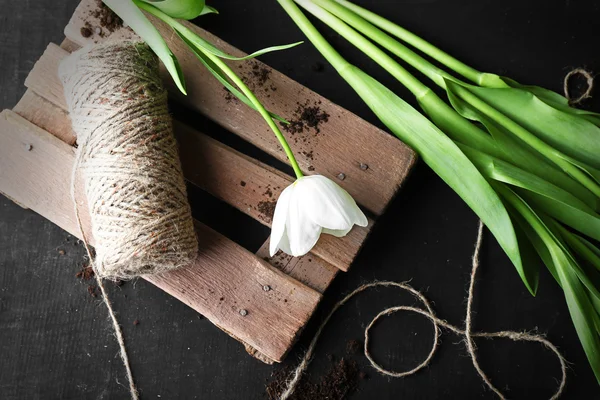 Tulipano bianco con corda — Foto Stock