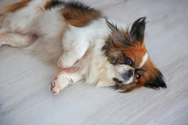 Собака лежит на полу — стоковое фото