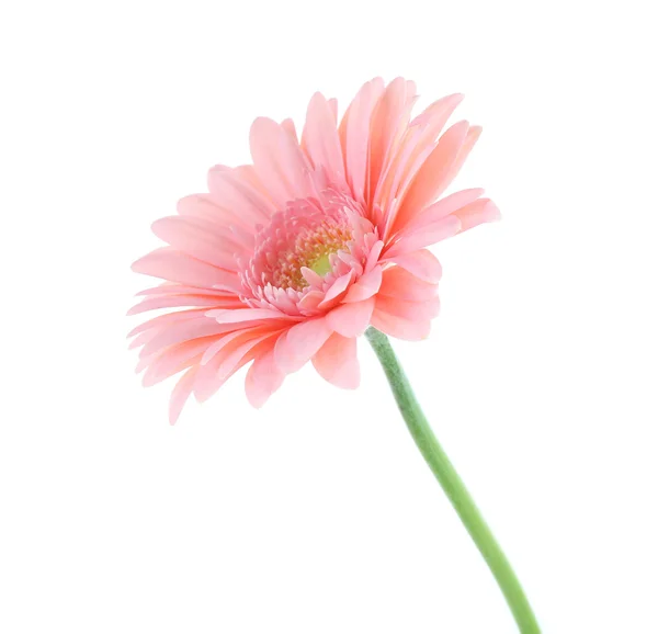 Gerbera rose, isolé sur blanc — Photo