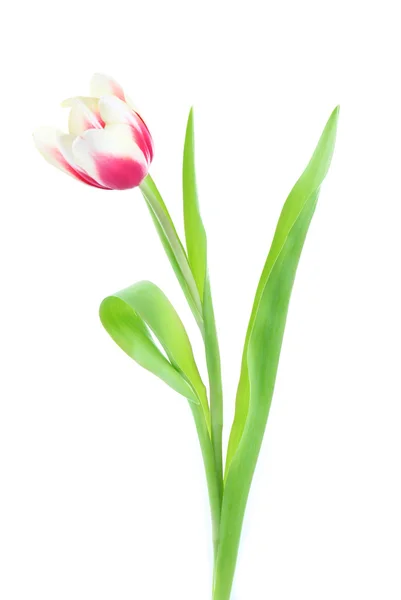 Tulipa variegada, isolada sobre branco — Fotografia de Stock