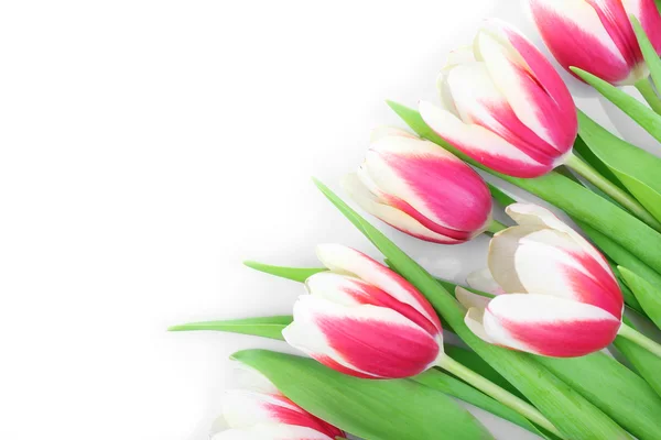 Boeket Bonte tulpen, geïsoleerd op wit — Stockfoto