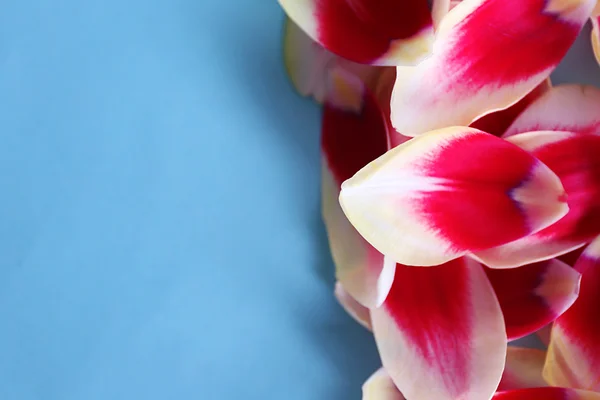 Petals of variegated tulip on blue background — Stock Photo, Image