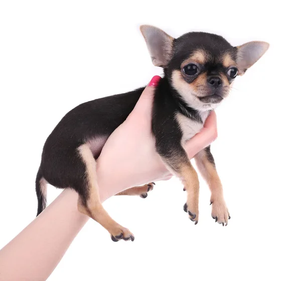 Mano che tiene un piccolo cucciolo di chihuahua — Foto Stock