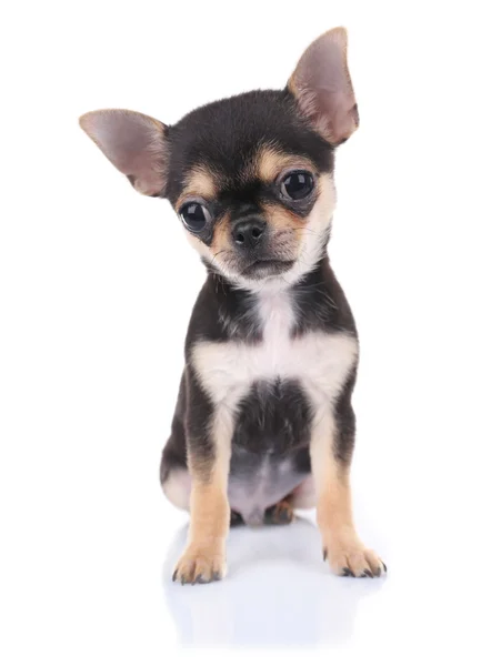 Küçük chihuahua yavrusu — Stok fotoğraf