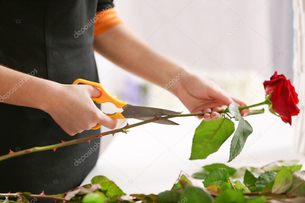 Woman cutting red rose 