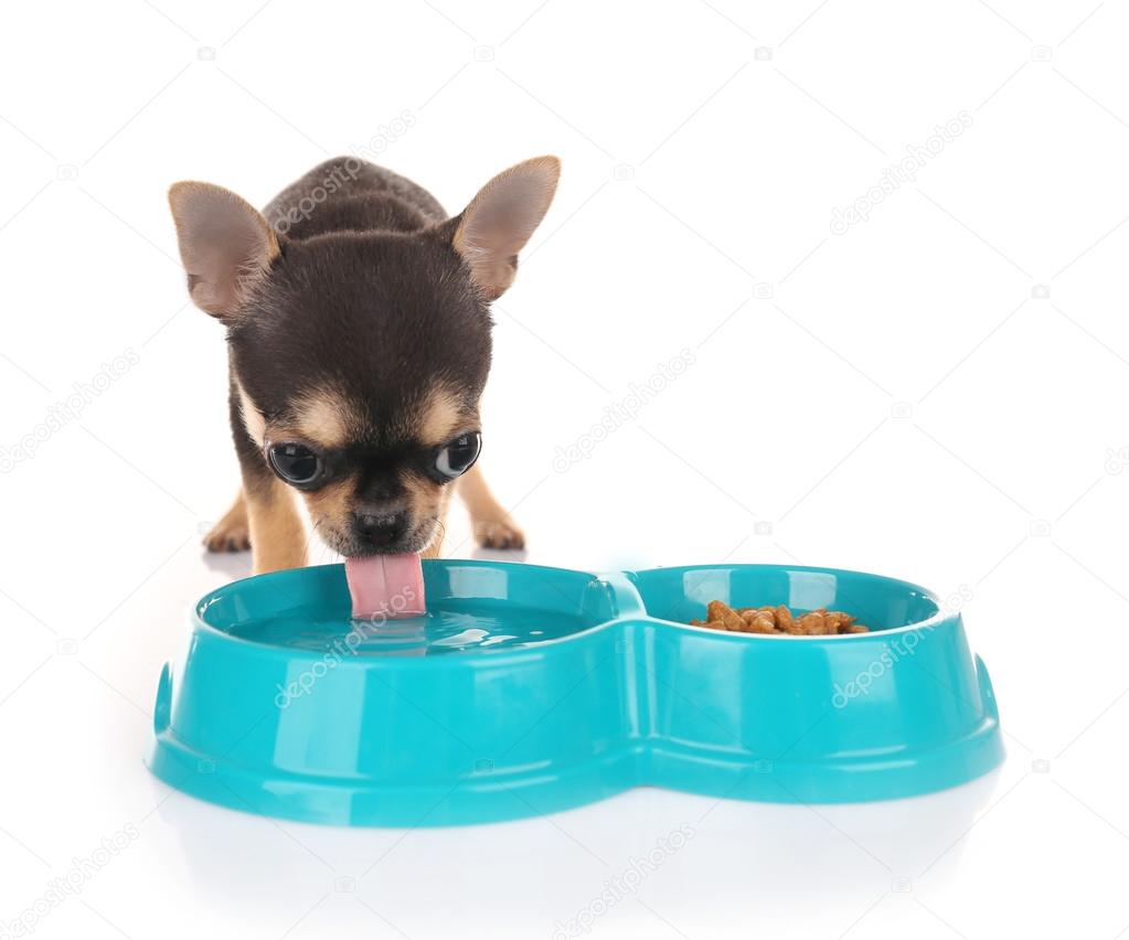 Chihuahua puppy drinking water Stock Photo by ©belchonock 105178136