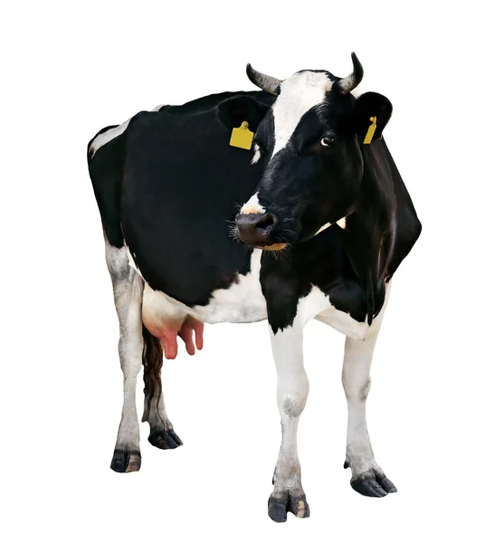 Vache noire et blanche — Photo