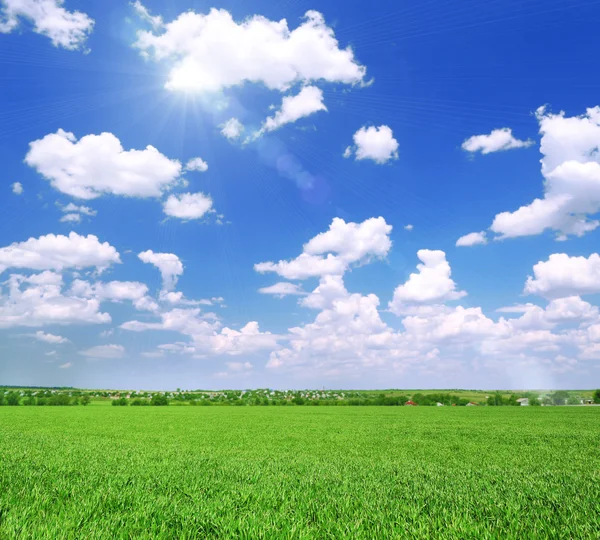 Grünes Frühlingsfeld — Stockfoto