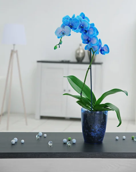 Niebieskie kwiaty orchidei w pokoju — Zdjęcie stockowe
