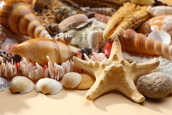 Sea shell background Royalty Free Stock Images