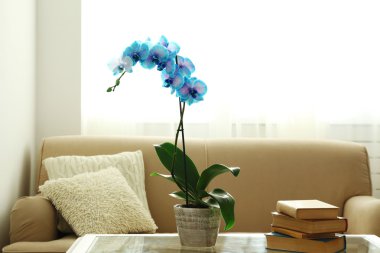 Mavi orkide çiçekleri Oda