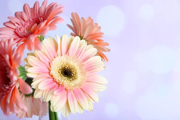 新鮮な明るい花束 — ストック写真