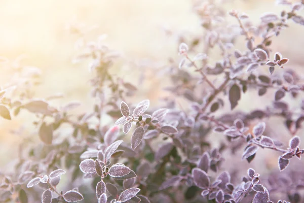 Hermoso arbusto congelado — Foto de Stock