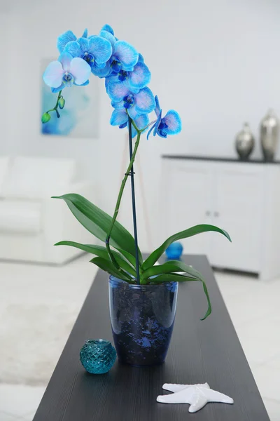 Fleurs d'orchidée bleue dans la chambre — Photo