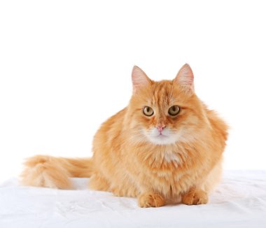 kedi beyazı izole etti