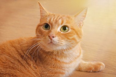 Şirin Kırmızı Kedi