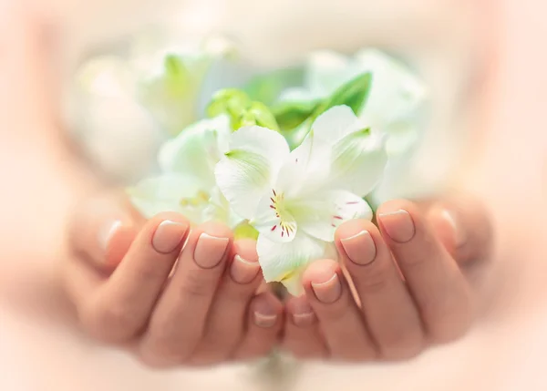 Жінка руки з красивими квітами — стокове фото