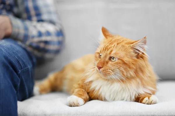 Fluffiga röda katt — Stockfoto