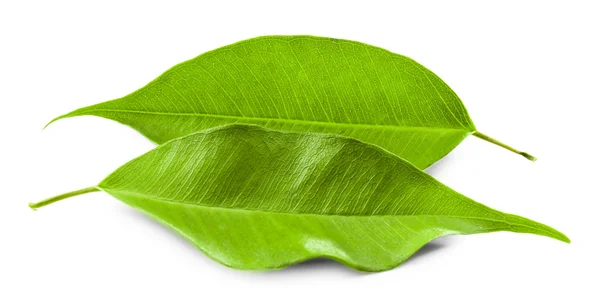 Green tea leaves — Stock Photo, Image