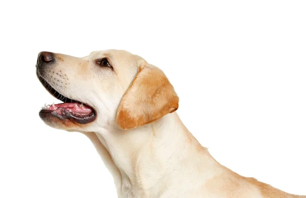 Cão labrador bonito — Fotografia de Stock