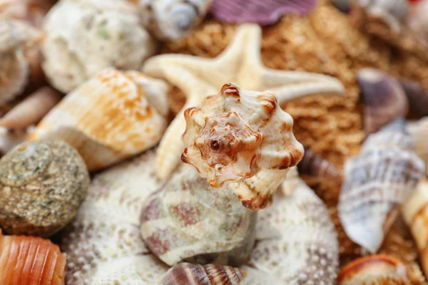 Sea shell achtergrond — Stockfoto