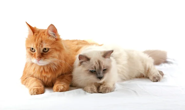 Ingwer und siamesische Katzen isoliert — Stockfoto