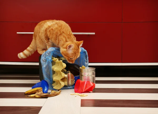 Красная кошка в перевернутой корзине для мусора на полу кухни — стоковое фото