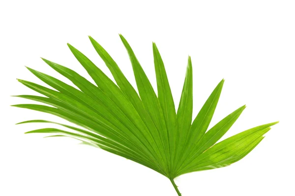 Folha de palma (Livistona Rotundifolia palm ) — Fotografia de Stock