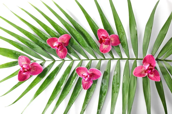 Orchid blommor och palmblad, isolerad på vit — Stockfoto
