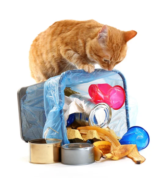 Gato y cesta de basura invertida — Foto de Stock