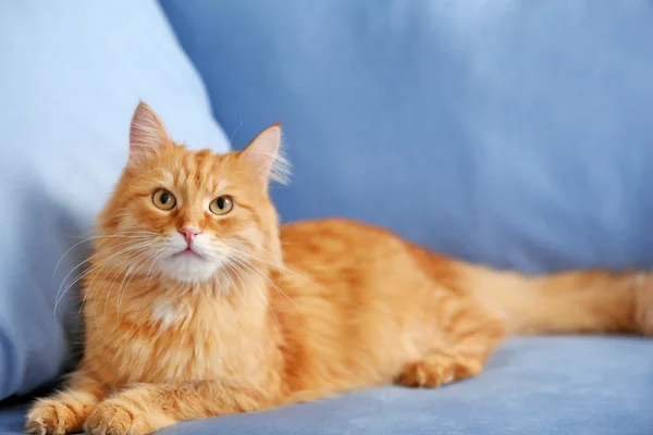 Ginger cat resting on blue sofa — Stock Photo, Image