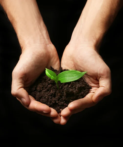 Hands holding soil and plant Stock Photo