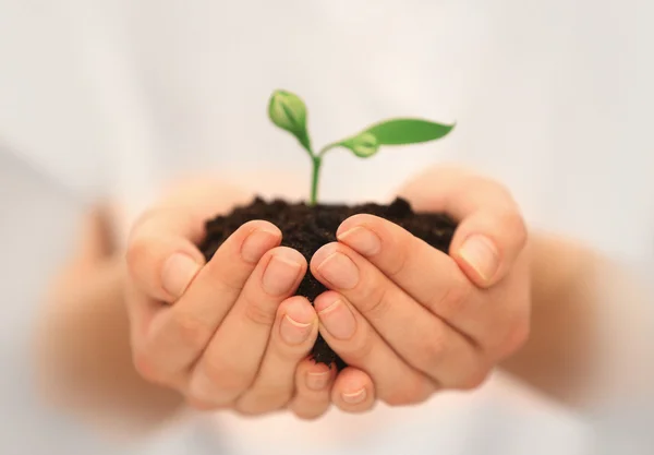 Hands holding soil and plant — Stock Photo, Image