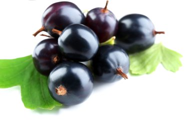 vahşi Siyah frenk üzümü