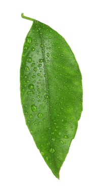 Portakal ağacı yaprak yeşil