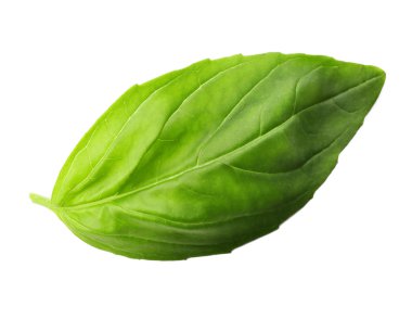 taze fesleğen yaprağı 